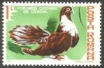 Stamps Romania -  Porumbel castaniu de craiova-paloma gris de Craiova