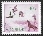 Stamps Albania -  812 - Caza de patos
