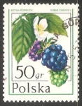 Stamps Poland -  Rubus caesius
