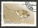 Stamps Russia -  Raton