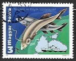 Stamps Hungary -  European Sturgeon (Huso huso)