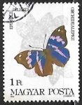 Stamps Hungary -  Mariposa