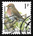 Stamps Belgium -  Common Redpoll