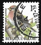 Stamps Belgium -  Common Redpoll