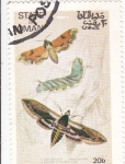 Stamps Oman -  mariposa- metamorfosis