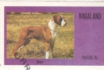 Stamps Nagaland -  Perro de raza- boxer