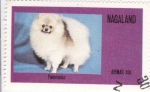 Stamps Nagaland -  Perro de raza- pomeranian
