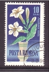 Stamps Romania -  serie- Flores ornamentales