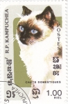 Stamps Cambodia -  GATO DOMÉSTICO