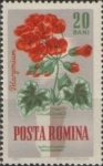Stamps Romania -  Flores de Jardín, Geranio de manzana (Pelargonium odoratissimum)
