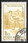 Stamps Romania -  Recurvirostra avosetta