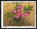Stamps Poland -  Crataegus oxycantha