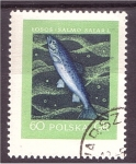 Stamps Poland -  serie- Peces