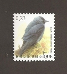 Stamps Belgium -  Ave Corvus monedula