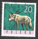 Stamps Poland -  1369 - Lobo