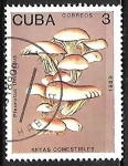 Stamps Cuba -  Setas - Pleurotus floridanus