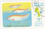 Stamps Laos -  PEZ NOTOPTERUS CHITALA