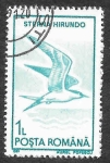 Stamps Romania -  3640 - Charrán Común