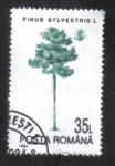 Stamps Romania -  Árboles, Pino Silvestre (Pinus sylvestris)