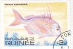 Stamps Guinea -  PEZ- pagrus ehrenbergi