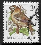 Stamps Belgium -  Hawfinch