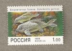 Stamps Russia -  Pez Synodontis galinae