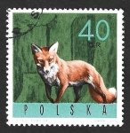 Stamps Poland -  1371 - Zorro Rojo