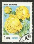 Stamps Cuba -  Rosa sulfurea