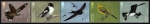 Stamps United Kingdom -  Aves migratorias de G.B.