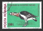 Stamps Romania -  2944 - Barnacla Cuellirroja