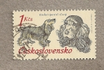 Stamps Czechoslovakia -  Perros de caza: Cocker spaniel