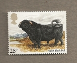 Stamps United Kingdom -  Razas de vacuno