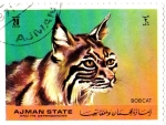 Stamps United Arab Emirates -  BOB CAT