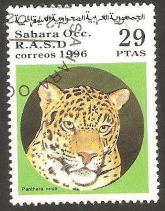 pantera