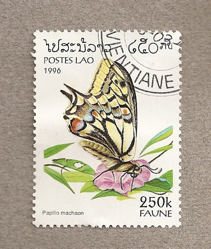 Mariposa Papilio machaon