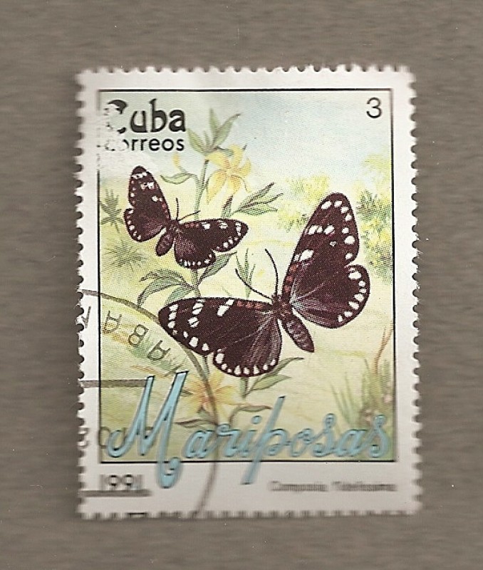 Mariposa Compòsia filelissima
