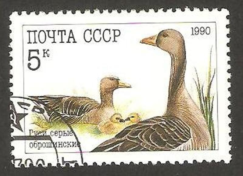 fauna