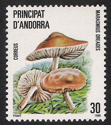 SETAS-HONGOS: 1.103.004,00-Marasmius oreades