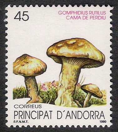 SETAS-HONGOS: 1.103.006,00-Gomphidius rutilus