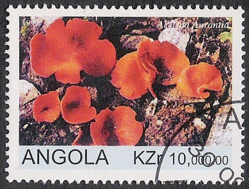 SETAS-HONGOS: 1.104.011,00-Aleunia aurantia