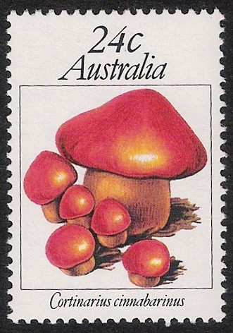 SETAS-HONGOS: 1.108.001,00-Cortinarius cinnabarinus - 