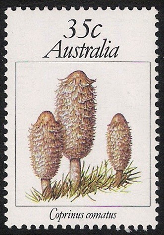 SETAS-HONGOS: 1.108.002,00-Coprinus comatus - 