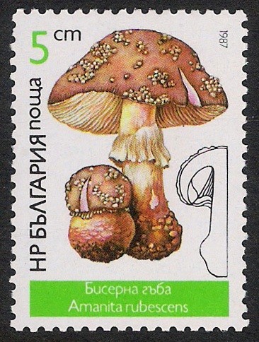 SETAS-HONGOS: 1.120.021,00-Amanita rubescens