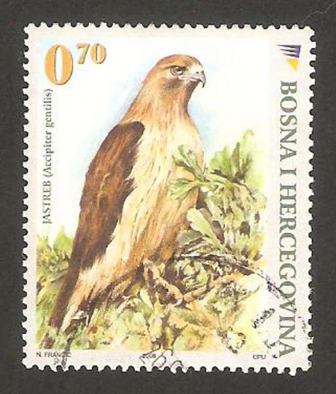 aves, azor