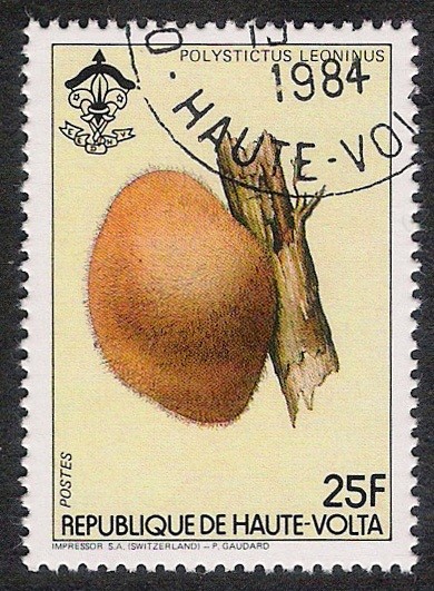 SETAS-HONGOS: 1.121.001,00-Polysticus leoninus