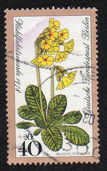 Flores