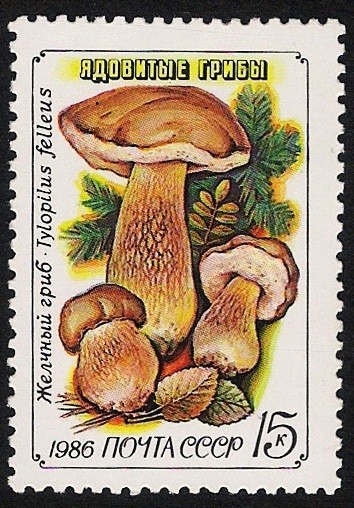 SETAS:231.223  Tylopilus felleus