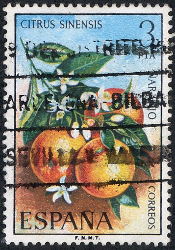 Flora