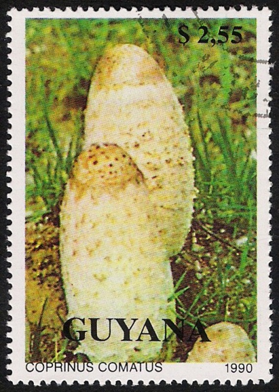 SETAS-HONGOS: 1.162.021,00-Coprinus comatus