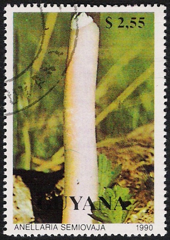 SETAS-HONGOS: 1.162.023,00-Anellaria semiovata